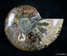Inch Split Ammonite (Half) #2987-1